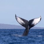 Big Island: Kona Whale Watching Tour Tour Overview And Details