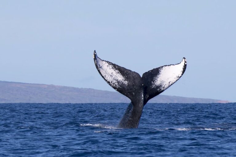 Big Island: Kona Whale Watching Tour Tour Overview And Details