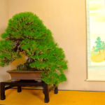 Bonsai City: Bonsai Tour & Experience At Bonsai Sanctuary Activity Overview