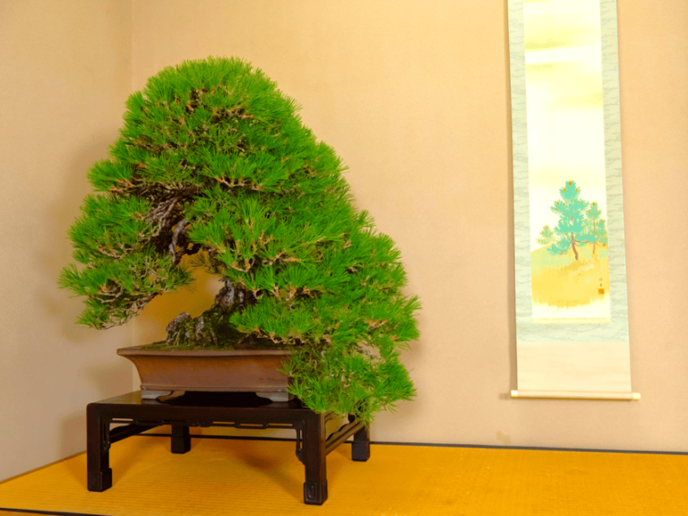 Bonsai City: Bonsai Tour & Experience At Bonsai Sanctuary Activity Overview