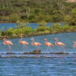 Breath Of Curacao Safari Explore Curacaos Natural Beauty