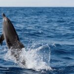 Cape May: 2 Hour Dolphin Watching Cruise Activity Overview