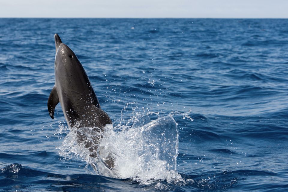 Cape May: 2-Hour Dolphin Watching Cruise - Activity Overview