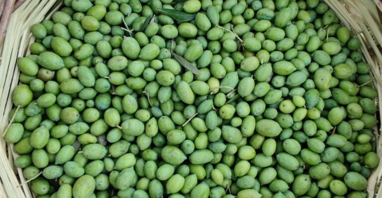 Chania: Full Moon Olive Harvest Olive Harvest Experience