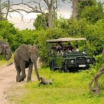 Chobe Full Day Trip Overview