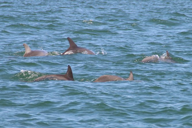 Clearwater Encounters With Dolphins Tour Tour Overview