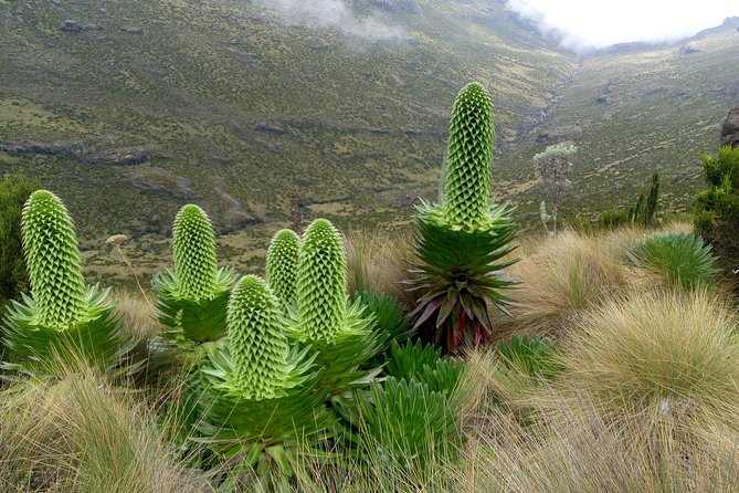 Climbing Mount Kenya 5 Days Via Chogoria Route - Overview of Chogoria Route