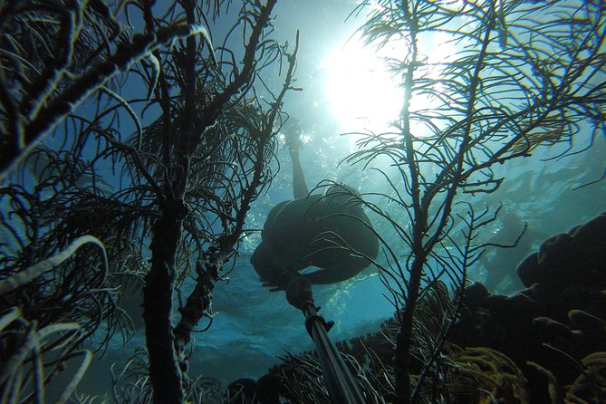 Coastline Snorkel and BBQ - Activity Details