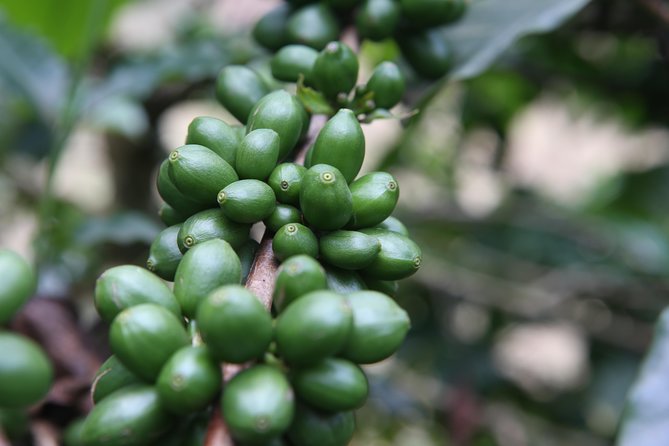 Coffee Walk Day Trip - Overview of the Tour