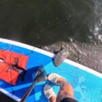 Crystal River: Paddle Board Rental Overview And Pricing