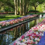 Day Trip To Keukenhof Gardens From Amsterdam With Tour Guide Meeting And Pickup