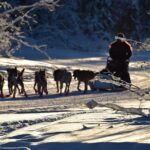 Dog Sledding And Mushing Experience In North Pole Overview Of The Experience