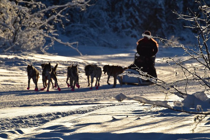 Dog Sledding and Mushing Experience in North Pole - Overview of the Experience