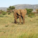 Elephant Sanctuary Tour From Johannesburg Or Pretoria Overview And Details