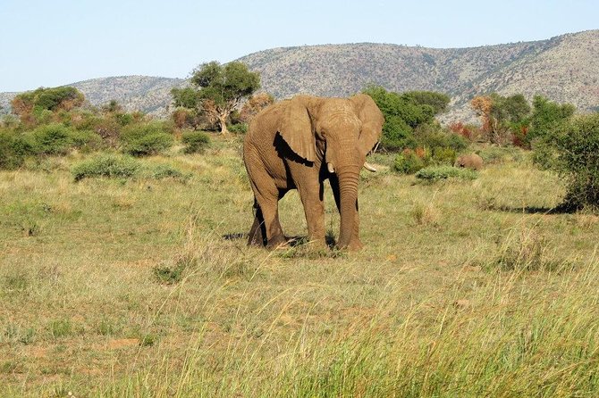 Elephant Sanctuary Tour From Johannesburg Or Pretoria Overview And Details