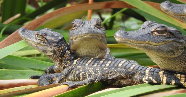 Everglades Day Safari From Fort Lauderdale Transportation From Fort Lauderdale