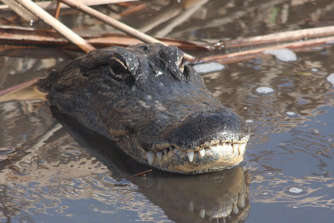 Everglades Day Safari From Ft Lauderdale - Overview of the Everglades Day Safari