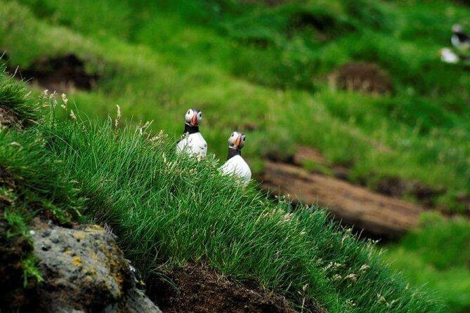 Eyjascooter Puffin Tour in Iceland - Tour Overview