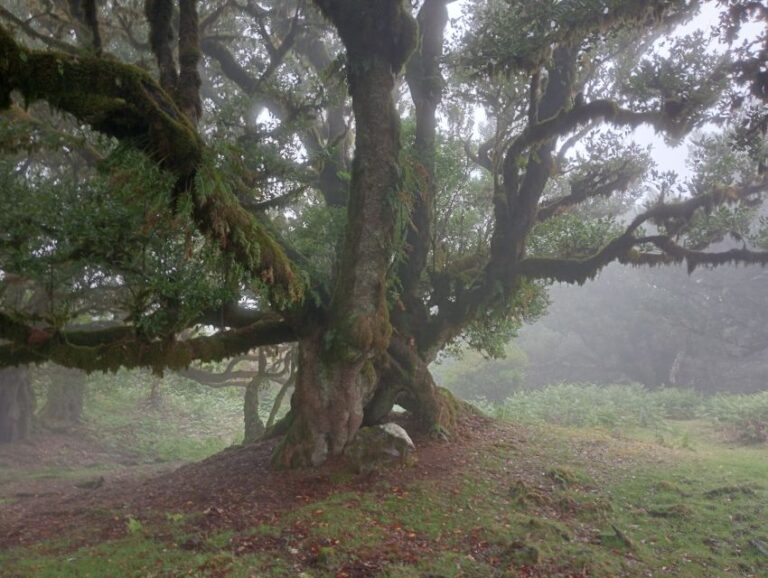 Fanal Enchanted Forest Overview Of The Tour