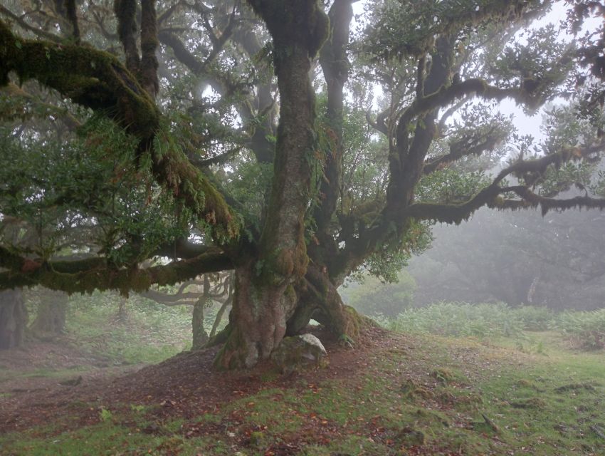 Fanal-Enchanted Forest - Overview of the Tour