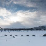 From Abisko: Dog Sledding Excursion To Kiruna With Fika Activity Overview