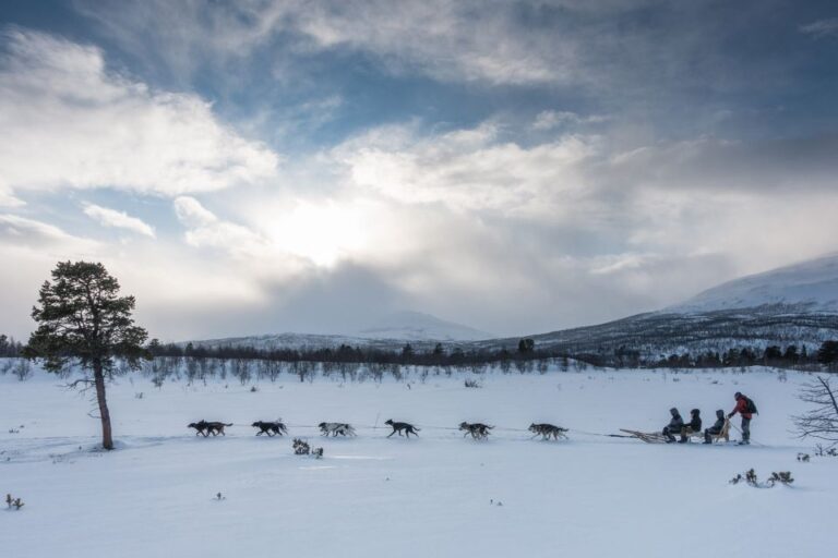 From Abisko: Dog Sledding Excursion To Kiruna With Fika Activity Overview