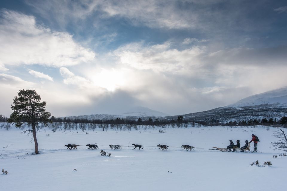 From Abisko: Dog Sledding Excursion to Kiruna With Fika - Activity Overview