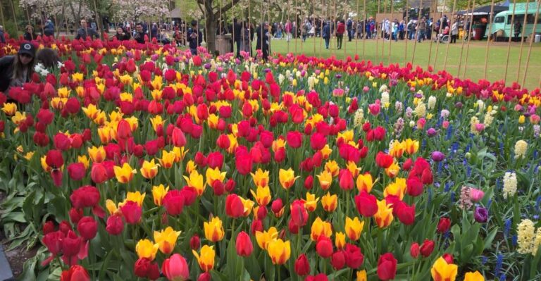 From Amsterdam: Keukenhof And Zaanse Schans Small Group Tour Tour Overview