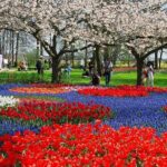 From Amsterdam: Keukenhof Flower Park Ticket And Transfer 2025 Tour Overview