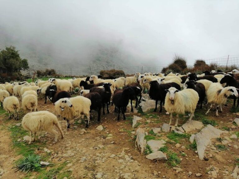 From Chania: White Mountains Land Rover Safari Tour Overview