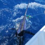 From Funchal : Big Game Fishing Boat Trip Overview Of Big Game Fishing