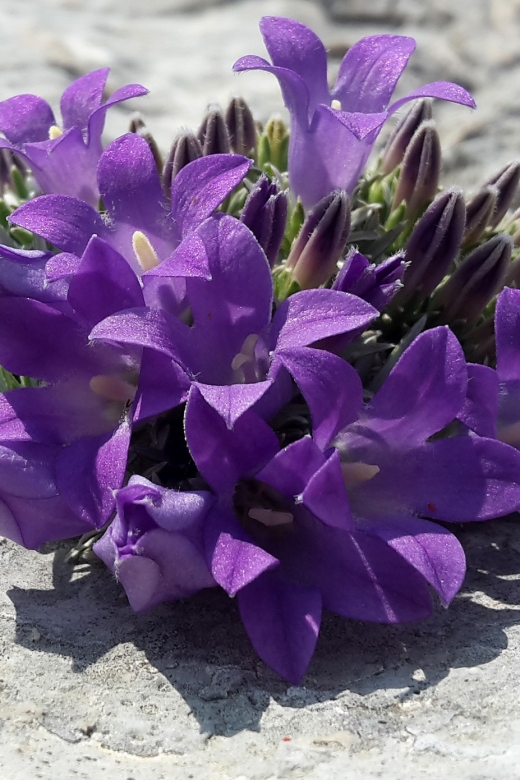 From Makarska: Biokovo Nature Park Guided Tour With Skywalk - Tour Overview