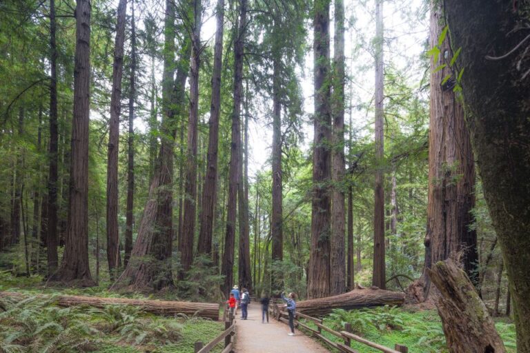 From San Francisco: Muir Woods, Sausalito And Alcatraz Tour Tour Details