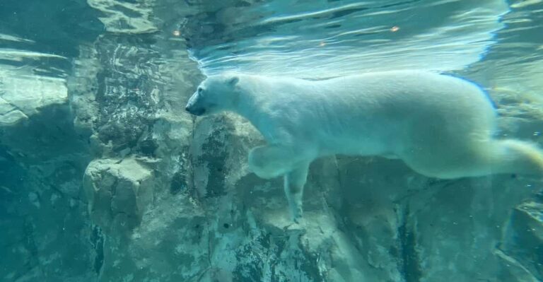 From Sapporo: Famous Asahiyama Zoo Review Tour Overview