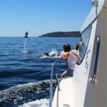 From Sesimbra: Arrábida Dolphin Watching Boat Tour Tour Overview And Pricing