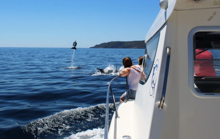 From Sesimbra: Arrábida Dolphin Watching Boat Tour Tour Overview And Pricing