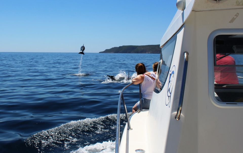 From Sesimbra: Arrábida Dolphin Watching Boat Tour - Tour Overview and Pricing