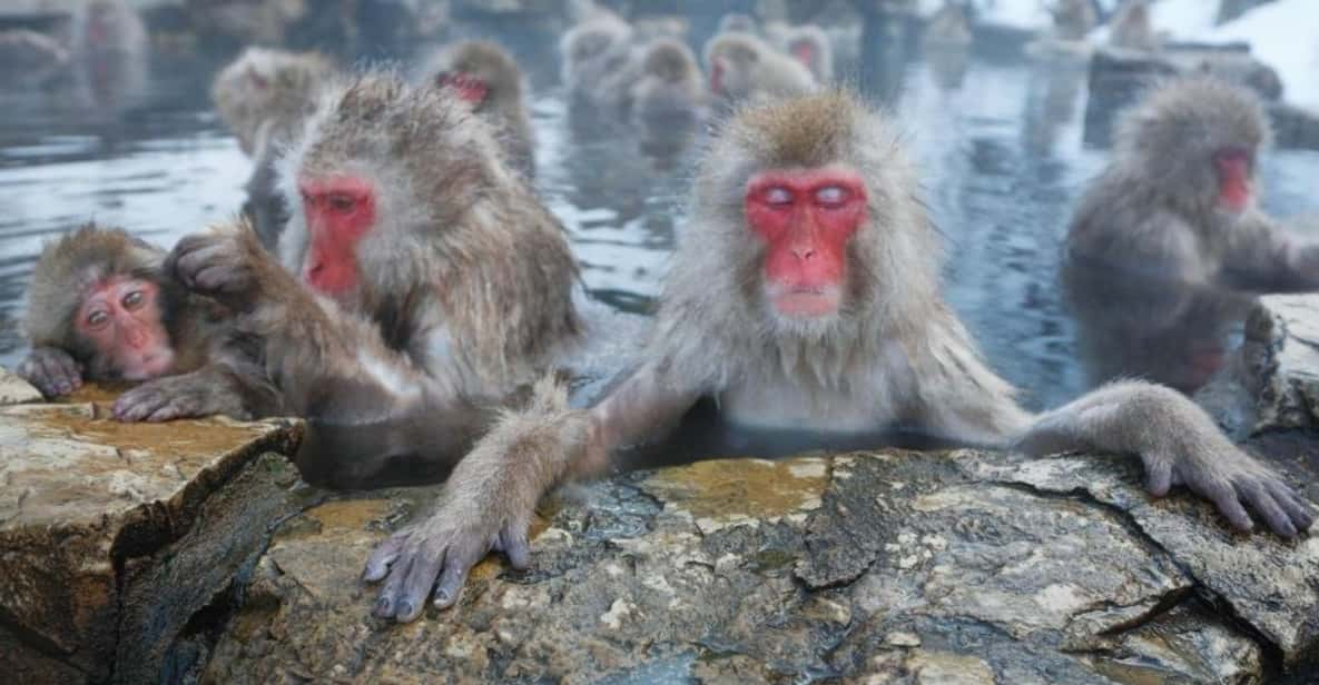 From Tokyo Memorabele Snow Monkey Park & Zenkoji Temple Tour - Itinerary and Highlights