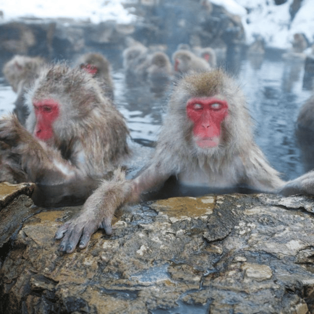 From Tokyo: Snow Monkey Park & Zenko-ji Temple Private Tour - Important Information