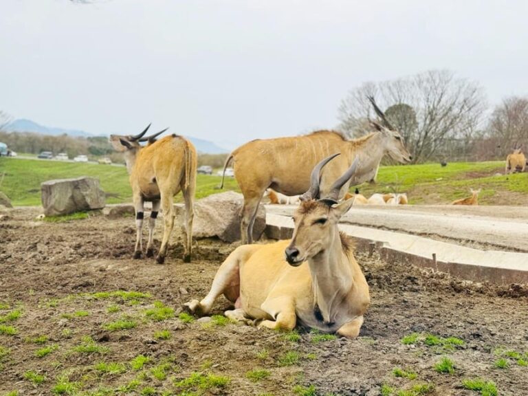 Fukuoka: Kyushu Natural Animal Park Review Exploring Kyushu African Safari