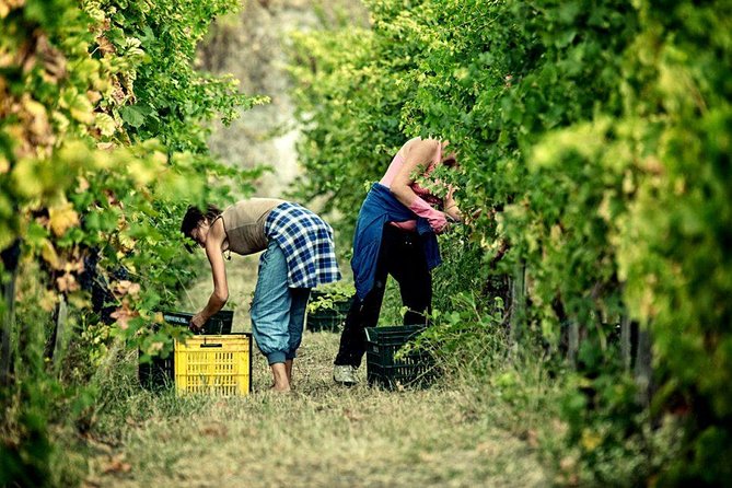 Full Day Small Group Pompeii Tour From Sorrento With Local Wine Tasting Tour Overview