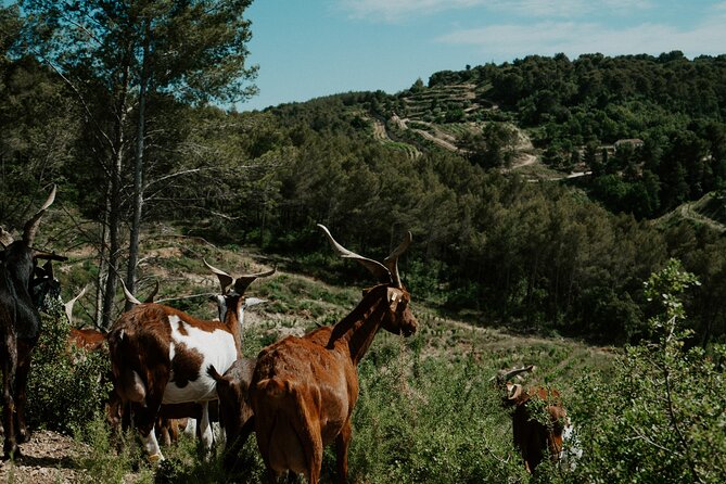 Full-Day Wine and Cheese Tour Around Aix-En-Provence From Marseille - Tour Overview