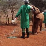 Giraffe Center, Elephant Orphanage, Beads Center & Bomas Of Kenya Tour Nairobi Tour Highlights