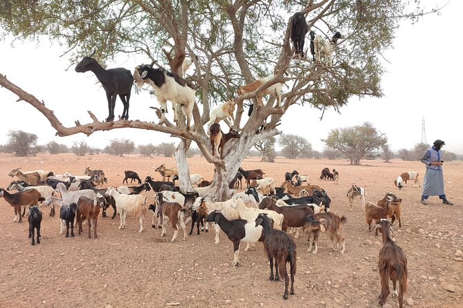 Goats on the Tree Trip From Agadir & Taghazout - Overview of the Tour