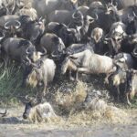 Great Migration Safari In Tanzania Destination Highlights