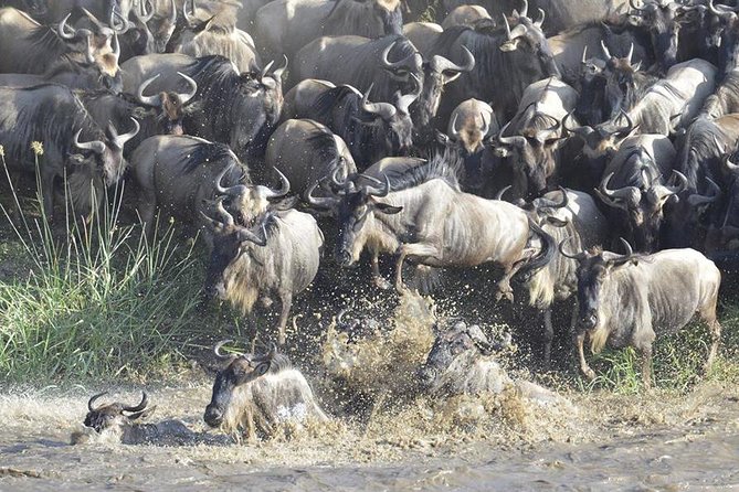 Great Migration Safari In Tanzania - Destination Highlights