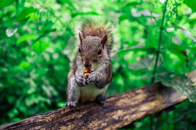 Half-day Forest Bathing and Yoga in Brightons Woodlands - Overview of the Experience