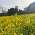 Hama Rikyu Gardens And Surroundings Guided Waking Tour Tour Overview