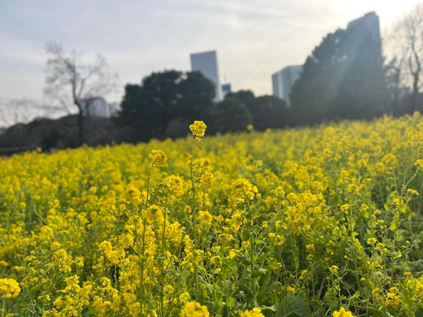 Hama Rikyu Gardens and Surroundings Guided Waking Tour - Tour Overview