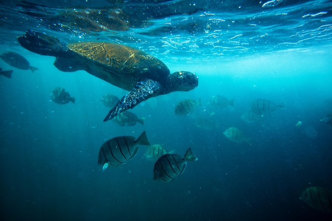 Hawaiian Sea Turtle Snorkel Sail From Waikiki With Lunch Included - Inclusions and Amenities